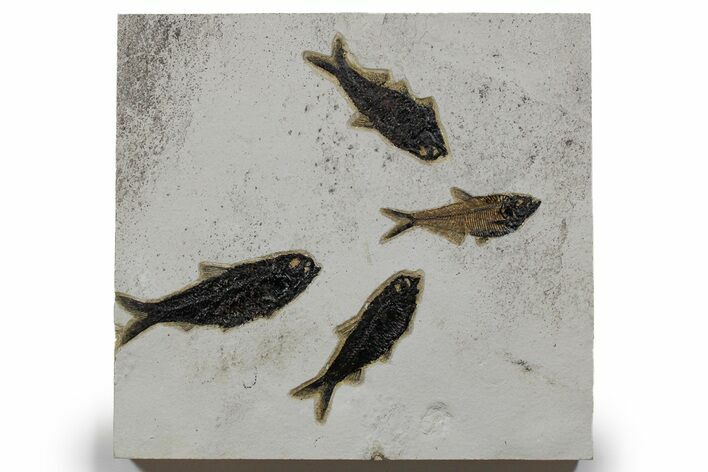 Plate of Four Fossil Fish (Diplomystus & Knightia) - Wyoming #349249